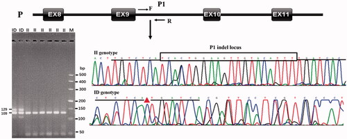 Figure 1. The electrophoresis diagrams and sequence diagrams of goat CDC25A P1 indel loci. Note: P: promoter region; EX: exon.