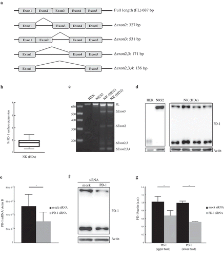 Figure 1. Detection of PD-1 mRNA isoforms and protein. (a) Schematic representation of PD-1 mRNA splicing variants. (b) Percentages of PD-1 surface expression (ranging from 0,7% to 2,6%) in resting NK cells isolated from HDs. (c) Analysis of PD-1 mRNA isoforms on resting NK cells and on both the HEK and NK92 cell lines. NK cells amplification profiles of two donors (HD1 and HD2), out of 14 analyzed, have been reported. (d) Total protein extracts from HEK, NK92 and resting NK cells were analyzed for PD-1 expression. The figure reports the western blot profile of NK cells of four donors out of 14 analyzed. (e–g) PD-1 validation in NK cells transfected with mock or PD-1 siRNA. Samples were collected 72 h after electroporation and analyzed for PD-1 mRNA and protein expression. (e) RT-PCR PD-1 mRNA expression, in mock- (black column) and PD-1 siRNA- (gray column) transfected NK cells. PD-1 expression was normalized over Actin. Values are mean ± SEM. Statistical significance has been determined by paired t-Test. (f) PD-1 protein expression in mock- and PD-1-siRNA transfected NK resting cells. A representative image from three independent experiments has been reported. (g) PD-1 protein quantification of mock- (black columns) and PD-1-siRNA transfected (gray columns) NK cells. PD-1 values, normalized over Actin, have been reported as a fold change calculated as a ratio between PD-1-siRNA and mock samples. Values, relative to three independent experiments, are mean ± SEM. Statistical significance has been determined by paired t-Test.