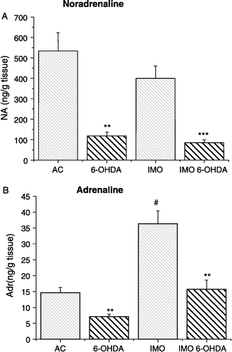 Figure 1 NA and Adr content of the LV wall. Significantly decreased NA content was observed in the 6-hydroxydopamine-treated groups (6-OHDA, IMO 6-OHDA) compared to the vehicle-treated groups (AC, IMO) of rats. NA content was not altered by immobilization stress. Adr level was significantly increased 1 h after a single 2 h immobilization stress in the vehicle treated (IMO) and 6-hydroxydopamine treated (IMO 6-OHDA) groups of rats, compared with the respective unstressed groups (B). The increase in Adr in the IMO 6-OHDA group was less than in the IMO group. Results are presented as group mean ± SEM, n = 7–10 rats per group. Statistical significance of the effects of 6-OHDA are **p < 0.01 and ***p < 0.001; significance of AC vs. IMO, #p < 0.01.