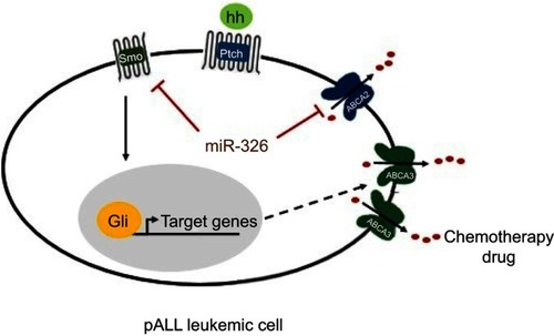 Figure 6 Possible mechanism of drug resistance related to miR-326 in pediatric acute lymphoblastic leukemia (pALL) leukemic cells. Smo gene targeted by miR-326 may regulate the stemness-related target genes of Hh pathway. It may contribute to leukemic cells survival and, subsequently, overexpression of the drug resistance gene, ABCA3, followed by efflux of the prescribed chemotherapy drugs. In addition, it is likely that miR-326 completes its role in drug resistance through the regulation of ABCA2 transporter. Black arrow, stimulation; red blunt-ended arrow, direct inhibition; dashed arrow, unconfirmed indirect effect; hh, protein ligand; pALL, pediatric acute lymphoblastic leukemia.