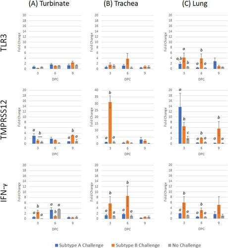 Figure 7. Expression profile of host genes (TLR3, TMPRSS12 and IFN-γ) in trachea, turbinate and lung tissues in vaccinated broiler chickens challenged with either subtype A or subtype B aMPV. Data are shown as fold change when compared to the unvaccinated-unchallenged (control) group. Significant differences in fold change between groups are shown with different letters. Samples with a fold change value ≥ 2 or ≤ 0.5 were considered as biologically relevant.