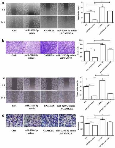 Figure 6. CAMK2A overexpression partially reversed the roles of miR-3200-3p on glioma metastasis. The wound healing (a) and Transwell Matrigel invasion (b) methods were carried out to measure the U251 cell metastasis. (c and d) The same detection in SHG-44 cells. **p < 0.01 and ***p < 0.001 vs. control groups.