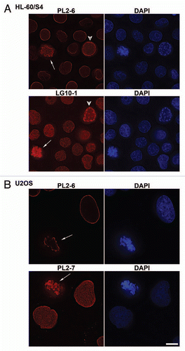 Figure 1 Immunostaining of mammalian tissue culture cells with selected mouse monoclonal anti-nucleosome antibodies. Cell types: (A) HL-60/S4; (B) U2OS. Mouse mAbs (PL2-6, PL2-7 and LG10-1) staining are shown in red: DAPI staining in blue. The arrows denote mitotic cells. The arrowheads point to prophase nuclei. Each image is a single deconvolved optical slice. Bar equals 10 µm for both (A and B).