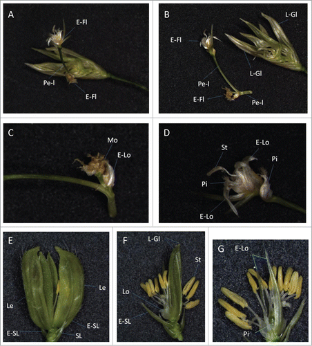 Figure 3. Repetitious formation of floral and outer organs in a spikelet of a transgenic rice. (A–D) A spikelet of a transgenic line (mJAZ11ox, Line A1). (A) A pedicel-like organ (Pe-I), carrying ectopic floral organs, formed at the center of the spikelet. (B) The pedicel-like organ was dissected from the center of the spikelet. Note that leafy glume-like organs (L-Gl) developed repetitiously. (C) A magnified view of the ectopic floral organ formation at the base of the pedicel-like organ. Mosaic of pistil- and lodicule-like organs (Mo) formed on an axillary branch. (D) A magnified view of the ectopic floral organs formed on the apex of the pedicel-like organ. Note the position of the pistils inside and outside of the repetitively formed elongated lodicules (E-Lo). (E–G) A spikelet of a transgenic line (mJAZ11ox, Line 4). (E) Repetitious formation of glumes in the spikelet. (F, G) Internal organs of the spikelet, visualised by removing 2 lemmas (F) and leafy glume-like organs (G; magnified). E-Fl, ectopic floret; E-Lo, elongated lodicule; E-SL, elongated sterile lemma; Le, lemma; L-Gl; leafy glume-like organ; Lo, lodicule; Pe-l; pedicel-like organ; Mo, mosaic organ; Pi, pistil; SL, sterile lemma; St, stamen.