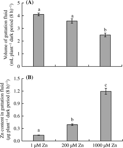 Figure 5. Effects of Zn treatments on the (A) volume and (B) Zn content of the guttation fluid in eddo.
