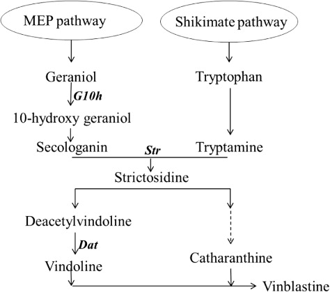 Figure 1. Biosynthetic pathway for terpenoid indole alkaloids in C. roseus.