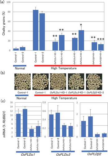 Figure 1. Changes in chalky grain production of the PLD gene-KD plants in HT growth conditions.(a) Each plant was grown in a greenhouse in normal conditions (27°C/25°C) before flowering, and then it was grown in HT conditions (33°C/29°C). Values represent the ratio of chalky grains and average of triplicate experiments of two individual plants, and the error bars indicate SD. The symbols, *, **, and *** indicate a significant difference from the control (HT) at the 0.2%, 0.03%, and 0.01% levels, respectively, as determined by using Student’s t-test. (b) Appearance of grains. (c) Accumulation of OsPLDα1, OsPLDα3, or OsPLDβ2 mRNAs in the grains of the OsPLDα1-KD, OsPLDα3-KD, OsPLDβ2-KD, or vector-control plants in HT growth conditions. Homozygote KD and vector-control plants were grown in a greenhouse, and after flowering they were grown in HT conditions. Total RNA was extracted from grains at 10 DAF. The values were standardized using the expression level of a rice polyubiqutin gene (RUBIQ1). Values represent the averages of three individual plants, and the error bars indicate SD.