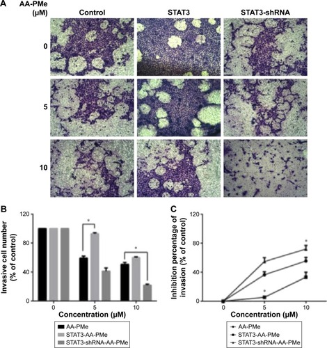 Figure 8 AA-PMe modulated mobility by inhibiting STAT3 in gastric cancer cells.