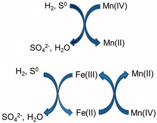 Figure 9. Schematic representation of the direct reductive dissolution of MnO2 by iron-oxidizing/reducing Acidithiobacillus spp. (top), and indirect reductive dissolution where iron is used as a shuttle vector (bottom).