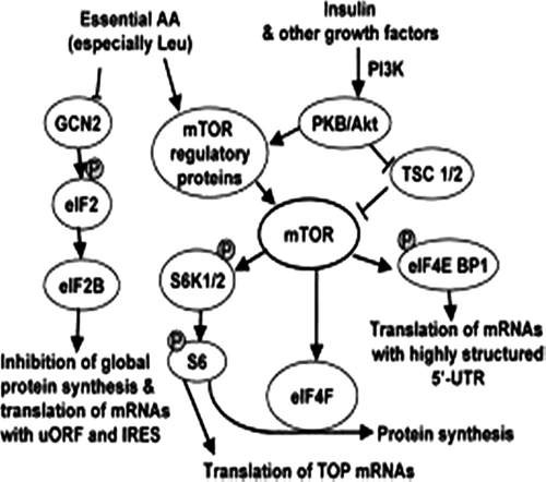 Figure 4. Main substances activating the mTOR pathway cascade.