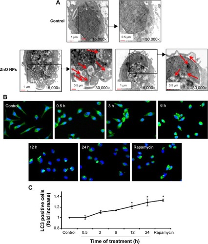 Figure 4 ZnO NPs trigger autophagy.Notes: (A) TEM images of autophagosomes and cellular structures in macrophages treated with ZnO NPs. Black arrows point to ZNP clusters. Autophagosome formations in ZnO NP-treated cells are indicated by red arrows. High-magnification view of a large autolysosome containing clusters of ZnO NPs and cellular debris. Nuclei of the treated cells also contain large numbers of dense ZnO NPs. (B) Detection of autophagic vacuoles in macrophages at different time points (control, 0.5, 3, 6, 12, and 24 hours [h]), treated cells and rapamycin (positive control)-treated cells. (C) Autophagic flux in macrophages under ZnO NP exposure measured by staining with LC3-FITC antibody and assessed by a fluorimeter. Reprinted from Toxicol Lett; 227(1), Roy R, Singh SK, Chauhan KS, Das M, Tripathi A, Dwivedi PD, Zinc oxide nanoparticles induce apoptosis by enhancement of autophagy via PI3K/Akt/mTOR inhibition, 29–40, Copyright © 2014 with permission from Elsevier Ireland Ltd.Citation103Abbreviations: ZnO NPs, zinc oxide nanoparticles; TEM, transmission electron microscopy; FITC, Fluorescein isothiocyanate isomer I.