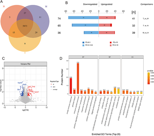 Figure 4 Label-free quantitative proteomics analysis of the significantly differential proteins between the DSS and MSC treatment groups. (A) The Venn diagram shows identified proteins between the sample groups. (B) The bar chart represents significantly expressed different proteins in each group (Fold change>2, P-value <0.05). (C) Volcano plot of differential proteins between the DSS and MSC treatment group. (D) Gene ontology (GO) analysis of biological process (BP), molecular function (MF) and cellular component (CC). The bar charts showed the number of proteins in each functional classification. The categories might be related to MSC therapeutic functions. MSC vs DSS group.