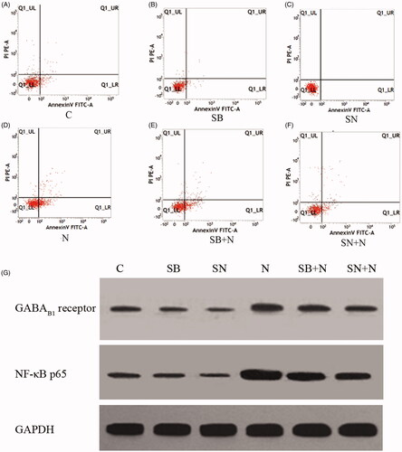 Figure 2. Apoptosis and protein levels of NF-κB p65 and GABAB1 receptors in the six groups.