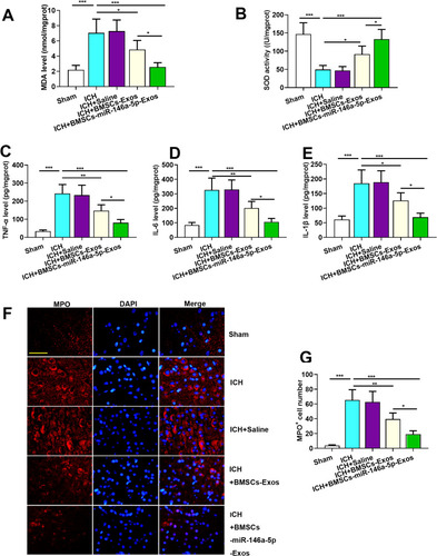 Figure 4 Effect of BMSCs-miR-146a-5p-Exos on oxidative stress and inflammation in the injured brain region of rats with ICH. (A) The level of MDA. (B) The activity of SOD. (C) The level of TNF-α. (D) The level of IL-6. (E) The level of L-1β. (F) Representative images of cells immunostained for MPO. (G) The number of MPO-positive cells. The data are presented as the mean ± SD from six rats in each group, *p < 0.05, **p < 0.01, ***p < 0.001, scale bar=50 μm.