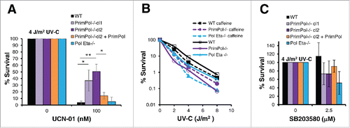 Figure 4. PrimPol−/− cells are more resistant to Chk1 inhibition than WT cells. (A) Cell viability was measured using Cell Titer Blue, 48 hrs after 4 J/m2 UV-C damage, where cells were maintained in 100 nM UCN-01. (B) Colony formation was analyzed in the presence of 2 mM caffeine after increasing doses of UV-C damage in comparison with survival in the absence of the inhibitor. (C) Cell Titer Blue was used to measure cell viability 48 hrs after 4 J/m2 UV-C damage, where cells were pre-treated and maintained in 2.5 µM of SB203580, p38 inhibitor. Error bars represent standard deviation of independent repeats and significance was analysed using a students T-test (*p < 0.05, **p < 0.01).