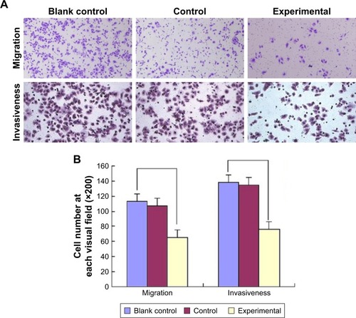 Figure 7 After transfecting U2OS cells with miR-30c mimics, their migration and invasiveness were found to be significantly haltered inhibited.