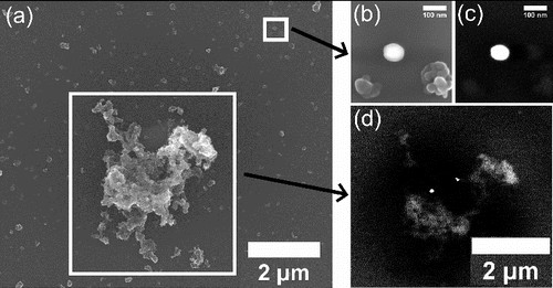 FIG. 1. SEM (a, b) and associated backscattered SEM (c, d) images at 12,000× magnification of laboratory-generated soot and CeO2 particles and a single large soot particle with embedded CeO2 particles. The white box on the upper right of (a) is zoomed to 250,000× magnification in (b) and (c). White areas of the backscattered SEM images (c, d) represent CeO2. The sample was collected on a polished silicon wafer and analyzed with an FEI Nova NanoLab 600 Focused Ion-Beam SEM.