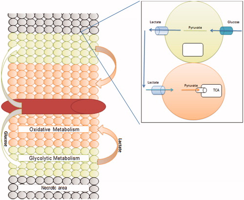 Figure 2. A tumor colony consists of a heterogeneous group of cell population that clusters around the blood vessel.