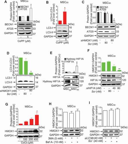 Figure 6. Role of HIF1A-HMOX1 axis in autophagy activation in MSCs. (A and B) MSC2D were treated with CoPP, a pharmacological HMOX1 inducer, for 12 h. Expression levels of BECN1 and ATG5 (A), and LC3-II:LC3-I (B) were determined by western blot analysis. (C and D) MSC3D were transfected with siRNA targeting HMOX1 (siHMOX1) and expression levels of BECN1 and ATG5 (C), and LC3-II:LC3-I (D) were evaluated by western blot analysis. (E) Basal expression levels of HIF1A and hydroxy HIF1A in MSC2D and MSC3D were determined by western blot analysis. Expression levels of HIF1A and hydroxy HIF1A were quantified by densitometric analysis and are shown in the upper panel of the image. Values are presented as the fold change compared with MSC2D and are expressed as mean ± SEM (n = 3 independent experiments). * indicates p < 0.05 for HIF1A expression as compared with MSC2D; # indicates p < 0.05 for hydroxy HIF1A as compared with MSC2D. (F) MSC3D were transfected with HIF1A siRNA (siHIF1A) or control scrambled siRNA (Scr) and HMOX1 expression level was determined by western blot analysis. (Lower panel) Gene silencing efficiency was monitored by western blot analysis after 48 h of transfection. (G) MSC2D were treated with indicated concentrations of CoCl2, a HIF1A inducer, for 12 h and HMOX1 expression level was measured by western blot analysis. (H) MSC3D were treated with 3MA (5 mM) or Baf A1 (10 nM) for 24 h and HMOX1 expression level was measured by western blot analysis. (I) MSC3D were transfected with siRNA targeting LC3B (siLC3B) or control scrambled siRNA (Scr) for 36 h and HMOX1 expression level was determined by western blot analysis. For all the western blot analyses, band intensity, indicating expression levels of the target genes, was quantified by densitometric analysis and presented in the upper panel of the image. Values are presented as mean ± SEM (n = 3 independent experiments). * and ** represent p < 0.05 and p < 0.01, respectively compared to control cells. GAPDH was used as loading control for all western blot experiments