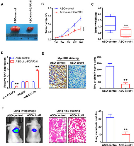 Figure 5 Knockdown of circ-PGAP3 inhibits in vivo TNBC cell growth and invasion. (A–C) Tumor image, volume and weight of nude mice bearing control and circ-PGAP3-depleted MDA-MB-231 cells (n=5 per group). (D) qRT-PCR analysis of circ-PGAP3, PGAP3 and miR-330-3p expression in the indicated two groups. (E) IHC staining of Myc in tumor tissues of the indicated two groups. (F) IVIS@ Lumina II system and H&E staining evaluating lung metastasis in the indicated two groups (n=5 per group). Scale bar=25 μm. The difference between two groups was tested by Student’s t-test. **P<0.01.