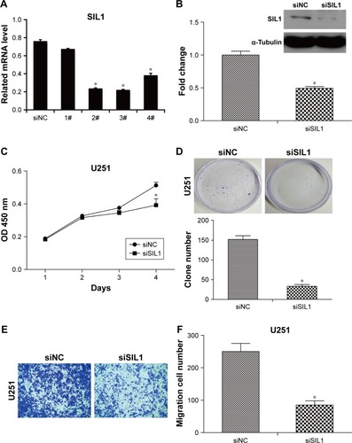 Figure 2 Downregulation of SIL1 inhibited cell proliferation and migration in U251 cells. (A) SIL1 expression was efficiently downregulated by siSIL1 transfection. qPCR demonstrated that siRNA 2, 3, and 4 inhibited SIL1 expression efficiently. (B) Western blot verified the inhibition of SIL1 expression. (C) Cell proliferation detected by CCK8 assay. (D) Cell proliferation detected by clone formation assay. (E and F) Cell migration detected by transwell assay.