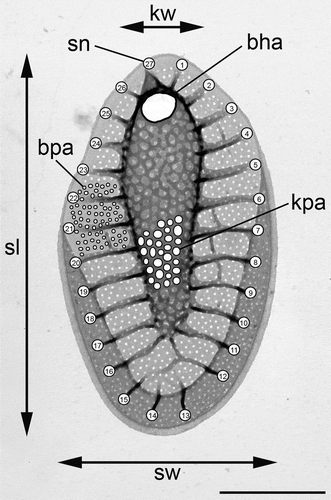 Fig. 1. Morphological features measured in Synura scales; scale length (sl), scale width (sw), base hole area (bha), keel pore area (kpa), base-plate-pore area (bpa), keel width (kw) and number of struts (sn). Scale bar represents 1 µm.