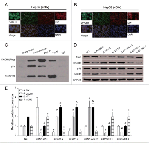 Figure 5. SIX1/DACH1 regulated p53 expression. (A-B) Immunofluorescence co-localization observed that the relative position of p53 protein and SIX1 protein overlap significantly, indicating possible combination. (C) SIX1 co-precipitated with DACH1 and DACH1 co-precipitated with SIX1 and p53. In overexpression group, DACH1, p53 and SIX1 were detected. In Flag IP group, DACH1 directly interacted with SIX1 and p53. In His IP group, SIX1 directly interacted with p53 only. (D-E) SIX1 suppressed DACH1 and p53 expression but DACH1 could only influence p53 expression. SIX1 overexpression inhibited DACH1 and p53 protein expression and promoted MDM2 expression. SIX1 suppression promoted DACH1 and p53 protein expression and inhibited MDM2 expression. DACH1 overexpression promoted p53 expression and inhibited MDM2 expression. DACH1 suppression inhibited p53 expression and promoted MDM2 expression. *P < 0.05 indicated significant difference compared with NC group. *, #, &, $ P < 0.05 indicated statistical significance compared with NC group.