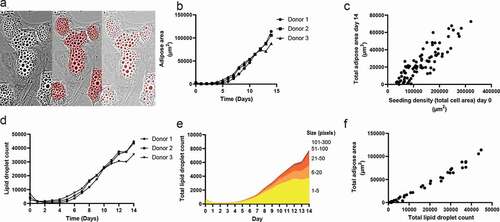 Figure 3. Adipogenic differentiation kinetics. (a) Example of adipose area (Mask 1) and lipid droplet (Mask 4) detection. (b) Detection of adipose cell area during the 14 days of differentiation. (c) Correlation between seeding density at day 3 and adipose cell area at day 14, r = 0.85, p < 0.001. (d) Lipid droplet formation during the 14 days of differentiation. (e) Distribution of lipid droplet size during differentiation. (f) Correlation between lipid droplet formation and adipose area, r = 0.98, p < 0.001