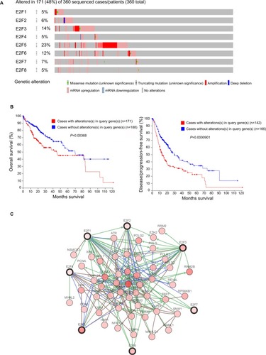 Figure 6 E2F expression and mutation analysis in liver cancer (c-BioPortal).Notes: (A) Oncoprint in c-BioPortal showed the distribution and proportion of samples with alterations in E2Fs. (B) Left panel: E2F alterations were associated with worse overall survival in HCC patients. Right panel: E2F alterations were associated with worse disease-free survival in HCC patients. (C) Networks constructed in c-BioPortal showed the interaction relationship between E2F1/2/3/4/5/6/7 and the 50 most frequently altered neighboring genes.Abbreviation: HCC, hepatocellular carcinoma.