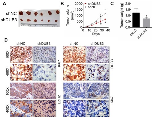 Figure 7 Effects of DUB3 downregulation on the xenograft tumor growth. (A) Tumor photograph. (B) Tumor size. (C) Tumor weight. (D) The expression levels of Ki67, DUB3 and EZH2, and cell apoptosis were detected using immunohistochemistry analysis. *p < 0.05 contrasted with shNC group.