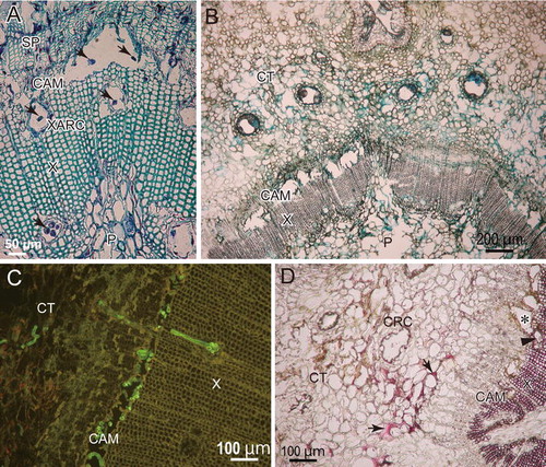 Fig. 5 Cross-sections of susceptible P. thunbergii stems inoculated with pine wood nematodes. a A section obtained 2 cm below the inoculation point of S1 at 3 days after inoculation (dai) that was stained with toluidine blue. Arrows indicate the section of nematodes. b A section obtained 2 cm below the inoculation point at 10 dai that was stained with Coomassie blue following SDS treatment. Blue color indicates the accumulation of protein cross-linking. c Epifluorescent image of a section obtained 16 cm below the inoculation point at 20 dai that was stained with fluorescein isothiocyanate-conjugated wheat germ agglutinin. Round and rectangular green fluorescence indicates the presence of nematodes. Many nematodes were distributed in cambial cavities, cortex, and xylem parenchyma. d A section obtained 2 cm below the inoculation point at 10 dai that was stained with phloroglucinol-HCl. Red color indicates lignin accumulation. Arrows and an arrowhead indicate the lignification of cortical walls and a xylem axial resin canal, respectively. The surrounding of cambial cavities (asterisk) were browned but little lignified. CAM cambium, CRC cortical resin canal, CT cortex, P pith, SP secondary phloem, X xylem, XARC xylem axial resin canal