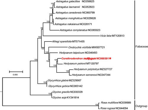 Figure 3. Chloroplast phylogeny of 18 Fabaceae species based on the complete chloroplast genome sequences. The asterisk represents the assembled plastome sequence in this study. The clades of species are represented with black lines. The following sequences of each species were used: Astragalus canadensis NC060799 (unpublished), A. complanatus NC065023 (unpublished), A. galactites NC058825 (Ding et al. Citation2021), A. laxmannii NC052923 (Liu et al. Citation2020), A. mongholicus NC029828 (Lei et al. Citation2016), A. nakaianus NC028171 (Choi et al. Citation2016), Glycine gracilis NC030329 (Gao and Gao Citation2017), G. soja KY241814 (unpublished), Glycyrrhiza glabra MZ329067 (unpublished), G. gobica NC065142 (unpublished), Corethrodendron multijugum NC069301 (this study), Hedysarum petrovii MT120797 (unpublished), H. polybotrys MZ327727 (Cao et al. Citation2021), H. semenovii NC047344 (Zhang et al. Citation2020), H. taipeicum NC046493 (She et al. Citation2019), Vicia faba MT120813 (unpublished), Onobrychis viciifolia MW007721 (Fu et al. Citation2021), Alhagi sparsifolia MT571455 (Wang et al. Citation2020), Rosa multiflora NC039989, and R. rugosa NC044094 (Kim et al. Citation2019). Unpublished in the legend indicates that the citations have not been published.