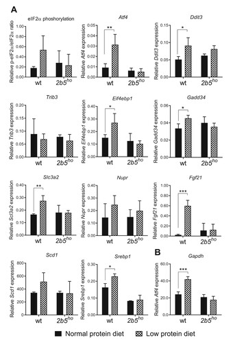 Figure 6. The low protein diet activates an ISR in wt liver but not in 2b5ho liver. In wt liver the low protein diet increased eIF2α phosphorylation (p-eIF2α/eIF2α) and expression of Atf4, Ddit3, Eif4ebp1, Gadd34, Fgf21, Srebp1 and Slc3a2 mRNA indicative of ISR activation. Low protein diet-induced changes in ATF4-regulated and lipogenesis markers were not observed in 2b5ho livers. Under normal protein intake Ddit3, Gadd34, and Fgf21 mRNA levels appear to be higher and Srebp1 mRNA levels lower in 2b5ho compared to wt livers. Statistical analyses of diet-related changes are shown in Suppl. Data File 5. Graphs show average ± sd (n=3 per group). *, p < 0.05; **, p < 0.01; ***, p < 0.001.