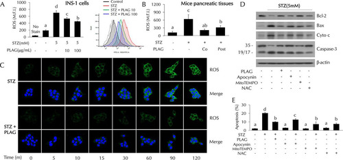 FIG 4 Effect of PLAG on intracellular ROS generation. (A and B) Intracellular ROS generation in INS-1 cells (A) and pancreatic tissues (B) of mice (on day 4) was analyzed by flow cytometry using DCFH-DA dye. M.F.I., mean fluorescence intensity. (C) ROS expression was observed with confocal microscopy. (D and E) Apoptosis-related protein expression (D) and cell apoptosis (E) were analyzed in ROS inhibitor-treated cells. Statistical significance was determined by ANOVA (Tukey’s test). ANOVA results are shown as letters above columns. Means not sharing the same letter are statistically significantly different.