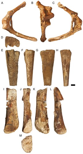 FIGURE 12. Pterosaur postcranial remains derived from the upper Albian Toolebuc Formation. A–C, left scapulocoracoid, QM F10612 in A, posterior, B, lateral and C, anterior views. D–H, proximal end of a left metacarpal IV, QM F44321 in D, proximal; E, anterior; F, dorsal; G, posterior; and H, ventral views. I–M, distal end of a left wing phalanx, QM F44312 in I, dorsal; J, posterior; K, ventral; L, anterior; and M, distal views. All photographs taken by S.F.P. Scale bar equals 10 mm.