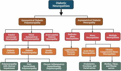 Figure 2. Schematic diagram of diabetes-associated neuropathies.