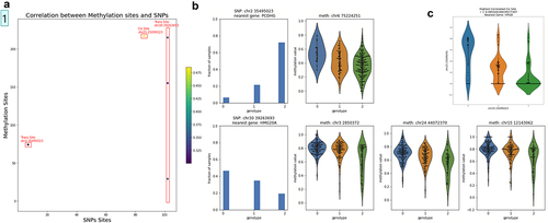 Figure 4. Association of SNPs and methylation values in cis and trans. (a) SNPs were filtered for sites with variance greater than 0.3 and methylation sites were filtered for sites with variance greater than 0.02, resulting in 264 methylation sites and 118 SNPs. We identified 5 significantly correlated pairs of SNP and methylation sites using Pearson correlation and the Benjamini-Hochberg procedure with a false discovery rate of 0.1, only one of which is a cis pair. One SNP, at location chr30:39,263,693 is significantly correlated with three different methylation sites, all of which are trans. (b) Left-most column: histograms of genotypes across all samples for the two SNPs where significant trans correlations were found. Right 3 columns: violin plots of genotype vs methylation for the four significant trans correlations. Each row corresponds with one of the two SNPs that were found to have significant trans correlations. (c) Violin plot of genotype vs methylation values for the significant cis pair, which had a Pearson correlation coefficient of 0.485. The nearest gene to this cis pair is HPGD.