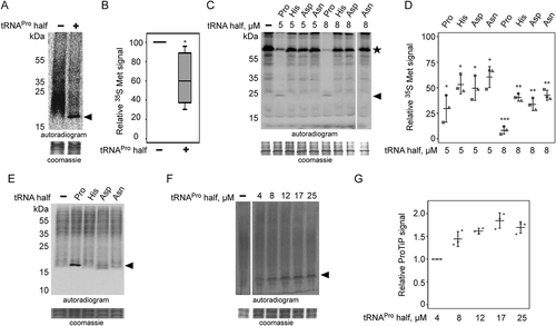 Figure 3. Effect of tRNAPro 5ʹ half on translation. (A) Autoradiogram of an SDS polyacrylamide gel after in vitro translation in the presence of the synthetic tRNAPro half using a CHO cell lysate. (B) Quantification of six in vitro translation experiments performed with CHO cell lysates in the absence (-) or presence (+) of the tRNAPro half. Values were normalized to the in vitro translation reaction with no tRNAPro half added. Box shows ± 25% of the mean, error bars show standard deviation. (C) Autoradiogram of an SDS polyacrylamide gel after in vitro translation of one reporter in the absence (-) presence of various synthetic tRNA 5ʹ halves (5 or 8 µM) using a rabbit reticulocyte cell lysate. In all cases, the tRNA 5ʹ halves are abbreviated by their respective amino acid three letter code. The asterisk marks the position of the full-length reporter protein. (D) Quantification of three in vitro translation experiments performed with rabbit reticulocyte cell lysate and one mRNA reporter in the presence of different tRNA 5ʹ halves (5 or 8 µM). Values were normalized to the in vitro translation reaction in the absence of the tRNAPro half. The horizontal lines indicate the mean and the error bars show standard deviations. (E) CHO in vitro translation in the presence of 8 µM synthetic tRNA halves. The apparent tRNAPro half-induced product (ProTiP) is indicated with a black arrowhead (here and in all panels). (F) CHO in vitro translation with increasing amounts of tRNAPro half added. (G) Quantification of ProTiP formation of three in vitro translation reactions as a function of increasing tRNAPro 5ʹ half concentration. The horizontal lines indicate the mean and the error bars show standard deviations. In (A), (C), (E), and (F) the coomassie stained protein bands of the lysate serve as a loading control. In (B) and (D) significant differences were determined using the 2-tailed paired Student’s t-test (***p < 0.001, **p < 0.01, *p < 0.05).