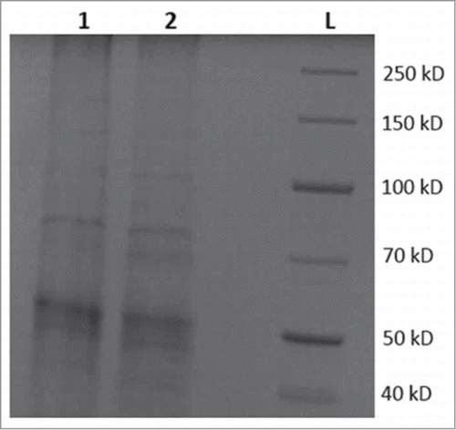 Figure 3. SDS-PAGE protein analysis of crude protein extracts from control and transgenic strains of N. punctiforme. Lanes, 1 is total soluble protein from control strain SBG101; 2 is total soluble protein from transgenic strain SBG102; L is standard protein ladder in kilodaltons (kD). A faint band similar in size to MBO synthase (comparable to 70 kD and present in lane 2 but absent in lane 1) indicates expression of MBO synthase at protein level.
