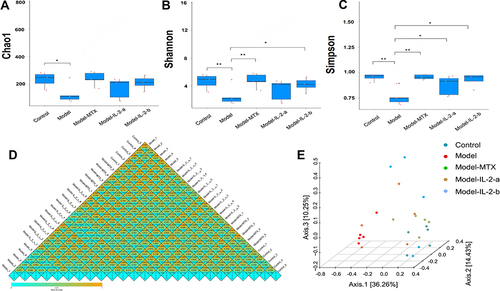 Figure 2 Effects of ld-IL-2 on gut microbiota in CIA mice. (A) Chao1 calculates the microbiota richness. Microbiota richness in the model group was significantly decreased (*p < 0.05). No significant differences were found among the MTX, IL-2-a, and IL-2-b groups. (B and C) Shannon and Simpson evaluate microbiota diversity. There were significant differences in microbial diversity between the model group and the MTX, IL-2-a, and IL-2-b groups. (*P < 0.05 and **P < 0.01, respectively). (D) Beta diversity heatmap. The color in the heatmap represents the difference coefficient between samples; colors closer to Orange indicate larger differences, while colors closer to green indicate smaller differences. From top to bottom, the heat maps represent Bray-Curtis, weighted UniFrac, and unweighted UniFrac, respectively. The model group exhibited a more Orange color, indicating a considerable difference from the other groups. There were no significant differences in microbiome composition among the MTX, IL-2-a, IL-2-b, and control groups. (E) Bray-Curtis-PCoA-3D. The distance between points indicates the degree of difference between samples. A smaller distance between two points indicates greater microbial community structure similarity between the two samples.