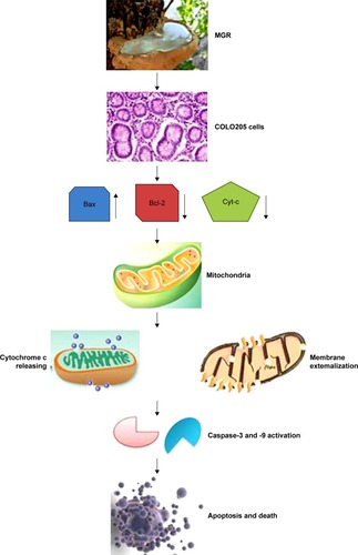 Figure 10 Proposed model of MGR mechanism of action behind its antiproliferative and apoptosis effects against colon adenocarcinoma in vitro.