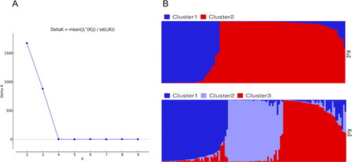 Figure 1. Genetic structure among the studied 117 wheat genotypes according to model-based analysis. (A) Optimal number of K determined using ΔK [Citation43]; (B) Resulting sub-populations at K = 2 and K = 3.