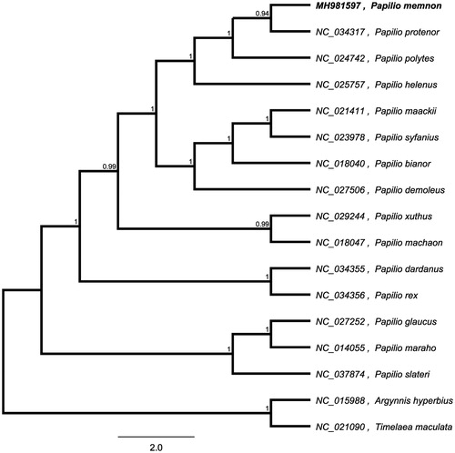 Figure 1. Maximum-likelihood phylogenetic tree based on whole mitogenome from 15 Papilio buttfly and two outgroup buttfly (Argynnis hyperbius and Timelaea maculata) and the support values are shown at the branches.