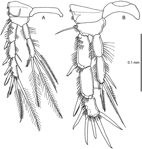 Figure 6. Quinquelaophonte aurantius sp. nov. A–B, P3 and intercoxal sclerite, female and male (note comment in text on setation of male exopod-3).