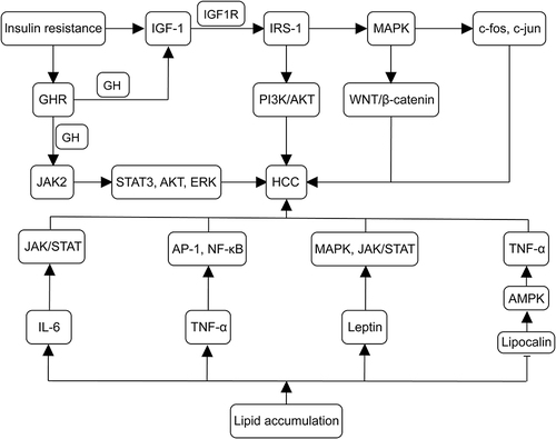 Figure 2 Mechanisms of insulin resistance and lipid accumulation in the development of MASLD-associated HCC. IGF-1 synthesis is enhanced in MASLD, with IGF-1 binding to IGF1R and activating IRS-1. IRS-1 further triggers MAPK, leading to the upregulation of proto-oncogenes (eg, c-fos and c-jun). MAPK activates the Wnt/β-catenin pathway, promoting tumor formation. IRS-1 also activates the PI3K/AKT pathway, contributing to tumorigenic effects. Insulin resistance upregulates GHR expression, binding to GH and promoting IGF-1 synthesis, activating the pro-cancer pathway. In cancer cells, GH binds to GHR to activate JAK2, accelerating the activation of TAT3, IRS-1, AKT, and ERK. Lipid accumulation increases IL-6, TNF-α, and leptin levels while decreasing lipocalin levels. IL-6 activates the JAK/STAT pathway, inducing HCC cell proliferation and tumor formation. TNF-α induced IL-6, regulating cancer cell differentiation, metastasis, and angiogenesis. TNF-α and IL-6 activate AP-1, NF-κ B, and STAT3 oncogenic transcription factors. Lipocalin activates AMPK signaling, inhibiting TNF-α expression, thereby increasing the risk of developing HCC. Leptin interacts with PI3K, MAPK, and JAK2/STAT signaling pathways, hastening HCC progression. (→, promote; ⊣, inhibit).