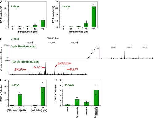 Figure 1. EBV reactivation induced by bendamustine and other alkylating agents. (A) Time- and dose-dependent response of EBV reactivation upon bendamustine treatment. BZLF1 expression in MutuI cells was measured by flow cytometry. Error bars represent the standard deviation of n = 4 replicates. (B) Deep sequencing of the EBV transcriptome in response to bendamustine treatment. The X axis denotes nucleotide position and the Y axis denotes the number of counts per million mapped reads. An inset of the top panel depicts low levels of transcription not visible on the scale used to compare conditions. Specific lytic genes are annotated. One representative experiment from two independent replicates is shown. (C) EBV reactivation upon chlorambucil and melphalan treatment. BZLF1 expression in MutuI cells was measured by flow cytometry. Error bars represent the standard deviation of n = 4 replicates. (D) Increased reactivation induced by bendamustine plus rituximab. BZLF1 expression in MutuI cells was measured by flow cytometry. Error bars represent the standard deviation of n = 4 replicates.