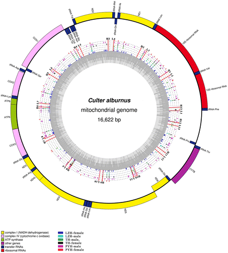 Fig. 2. Circular representation of the complete mitochondrial genomes of C. alburnus. Circles display (from inside to outside): LZH-female, LZH-male, TH-male, TH-female, PYH-male, and PYH-female. Different color rods and dots represent the variable sites and the same nucleotides, respectively. L1–L13: the location of forward primers. H1–H13: the location of reverse Primer.