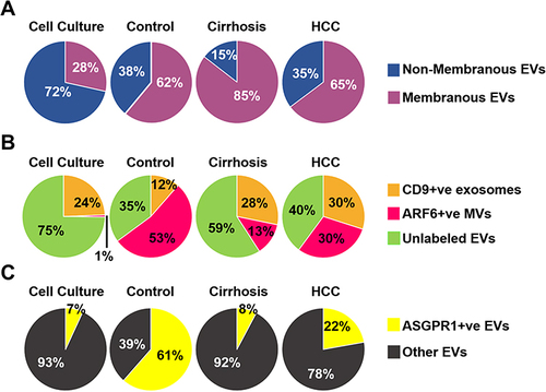 Figure 4 Purification of extracellular vesicles (EVs) by size exclusion chromatography preserves immunoreactivity assessed by fluorescent-nanoparticle tracking analysis (F-NTA). (A). Shows effectiveness of purification after using lipophilic membrane dye (Cell Mask Plasma Membrane Stain) for staining EV’s. According to percentages of the positive stained vesicles, most of the EV’s are membranous. (B). A pie chart shows the EV population diversity of exosome and microvesicle after immunocaptured using PE-labeled CD9 antibody and PE-labeled ARF6 antibody from cell culture, and clinical samples (normal serum, cirrhosis with or without HCC). As predicted, the F-NTA analysis shows exosome release increased in chronic liver disease as compared to only among healthy individuals. A large percentage of EVs remain unlabeled. (C). Show clinical application of F-NTA to quantify liver-derived EVs using PE-labeled antibodies to ASGPR1. The percentage of liver-derived vesicles was lower in cirrhosis and HCC groups than the healthy controls.