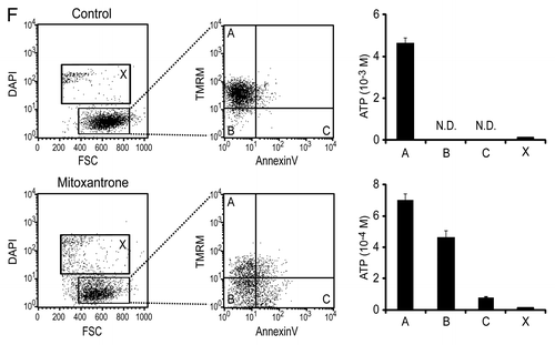 Figure 2. (F) Cells that were either left untreated (control) or were treated with mitoxantrone for 12 h were subjected to a triple staining with the vital dye 4',6-diaminidino-2-phenylindole (DAPI, blue fluorescence), the mitochondrial transmembrane potential-sensitive dye tetramethylrhodamine methyl ester perchlorate (TMRM, red fluorescence) and Annexin V-FITC (green fluorescence). Using the indicated gates, cells were sorted and then lysed for ATP determinations (X ± SEM, triplicates) by conventional methods. Note that ATP was undetectable among dead (DAPI+) cells (gates marked as “X”) (N.D., not done). Each experiment has been repeated at least twice, yielding comparable results.