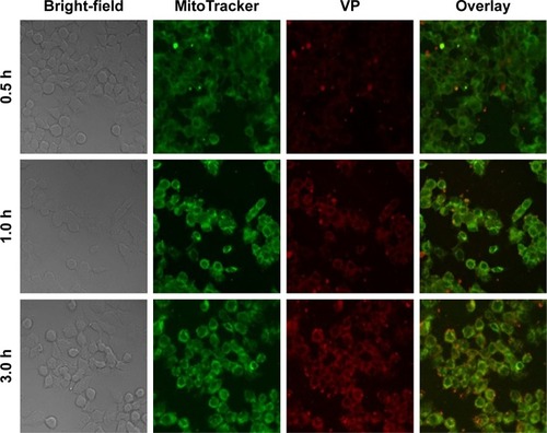 Figure 5 Confocal imaging of colocalization of FA-PLGA-VP in HCT116 cells.Notes: Green fluorescence, MitoTracker; red fluorescence, emission of VP under 405 nm excitation. All images were taken with 40× magnification.Abbreviations: FA, folic acid; PLGA, poly(D,L-lactide-co-glycolic acid); VP, verteporfin.